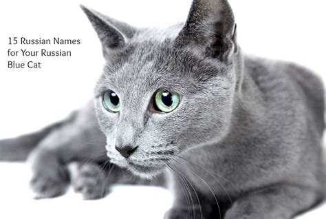 When naming your cat, you can be inspired by lots of things. 15 Great Names for Your Russian Blue Cat From Russian and ...