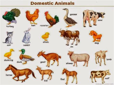 Resultado De Imagen Para Imagenes De Animales Domesticos En Ingles Farm