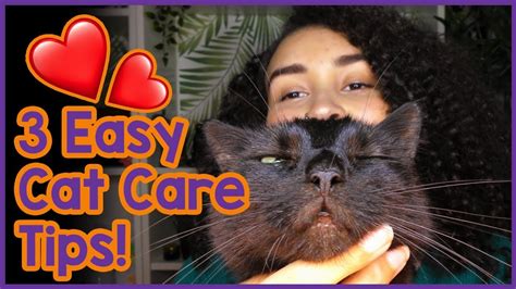 Cat Care 101 The Basics Of Caring For A Cat For Beginners Youtube