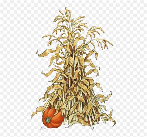 Corn Stalk Drawing Here You Can Explore Hq Corn Stalk Transparent