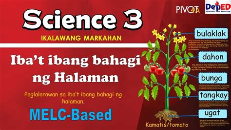 Ibat Ibang Bahagi Ng Halaman With Activity And Answer Key Science