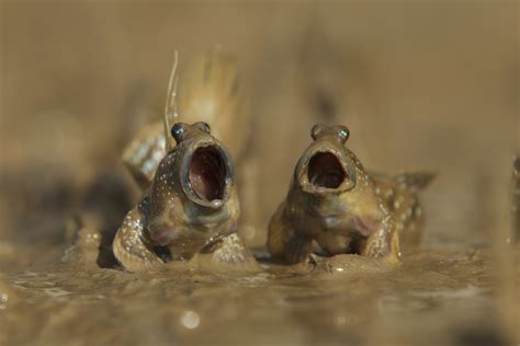 Hilarious Winners Of The Comedy Wildlife Photography Awards