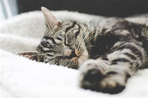 Close Up Of A Tabby Cat Sleeping On A White Blanket Cat Dozing Off On