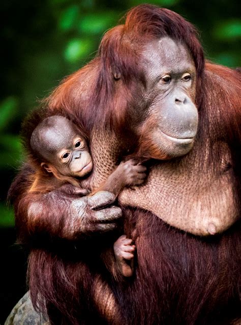 Lagre dette produktet til en liste. Orang-oetans maken baby door het hek heen | Kidsweek
