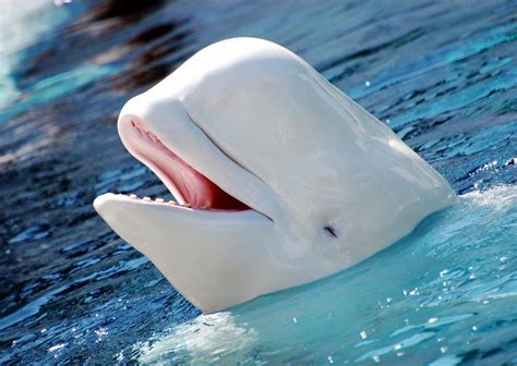 Is Bailey A Beluga Whale Celebrity Wiki Informations And Facts