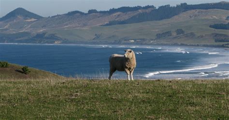 New Zealand’s South Island: That’s wild