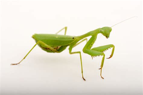 How The Male Mantis Keeps Its Head During Rough Sex — Features — The