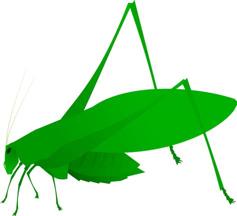 Insects Clipart Katydid Insects Katydid Transparent Free For Download
