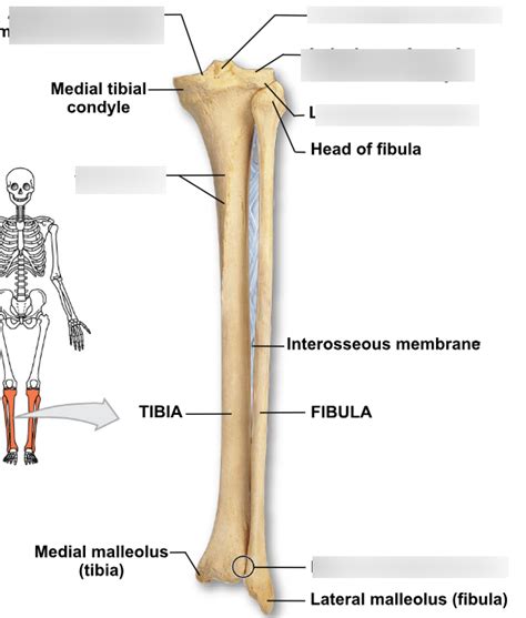 Tibia And Fibula Posterior Diagram Quizlet