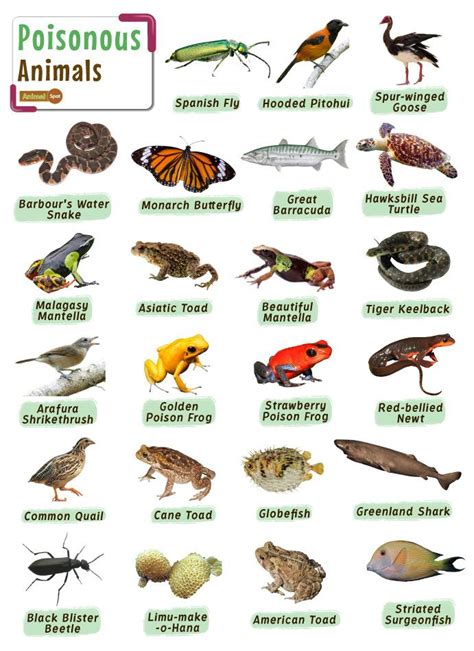 Poisonous Animals Facts List Pictures