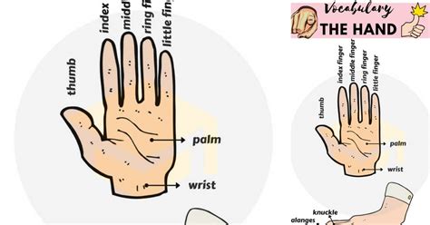 Parts Of The Hand Useful Hand Parts Names With Pictures 7esl