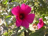 木本花卉~紫葵(六張圖)＠我的空中花園(1)｜PChome Online 個人新聞台