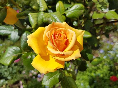 Yellow roses traditionally symbolise friendship and happiness. Free photo: Yellow Rose - Bspo06, Closeup, Flower - Free ...