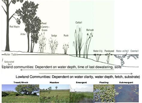 811 Schematic Of Wetland Vegetation Communities Associated With