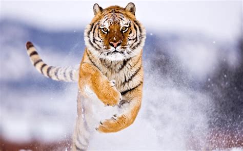 Download Wallpaper For 1366x768 Resolution Tiger Jumping Animals