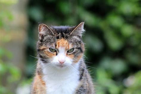 History Of Calico Cats Origins And Ancestry Explained Pet Keen