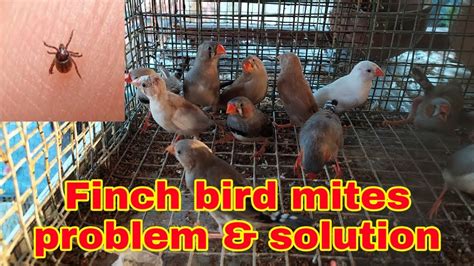 Finch Bird Mites Problem And Solution Birds Mites Tritment Mites Ka