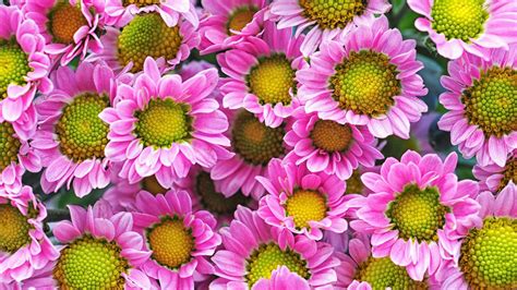 Multiple Chrysanthemum Flowers Hd Flowers Wallpapers Hd Wallpapers