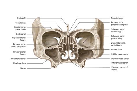 Sphenoid Sinus Diagram