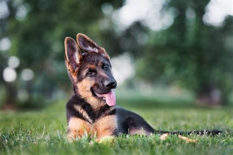German Shepherd Golden Retriever Mix Complete Guide 2023 Canine Hq