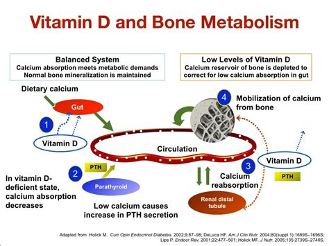 Vitamin D And Bone Metabolism