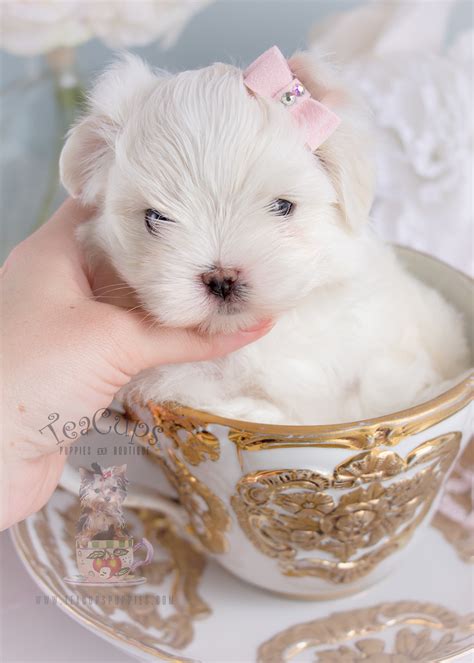 Beautiful Little Maltese Puppies For Sale Teacups Puppies And Boutique