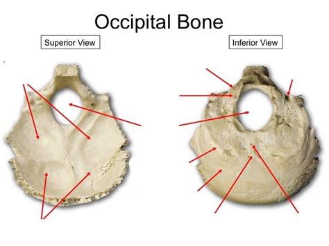 Occipital Bone Diagram Quizlet