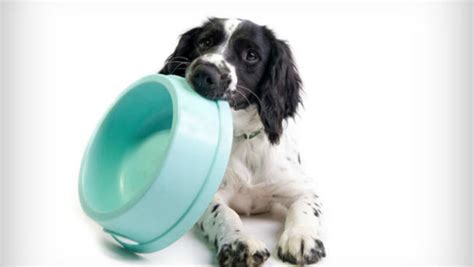 At petplate, we don't make dog food. The 12 Time-Saving Tips You Busy Pup Parents Have Been ...