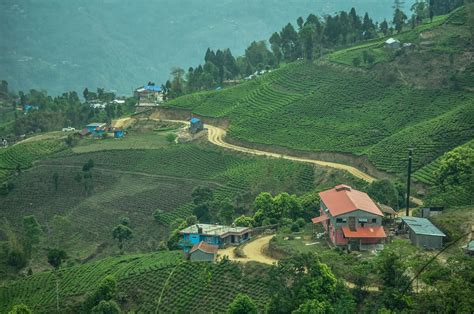 10 Best Places To Visit In Ilam Nepal Tusk Travel Blog