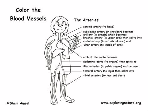 Label The Blood Vessels Worksheet For 7th 8th Grade Lesson Planet