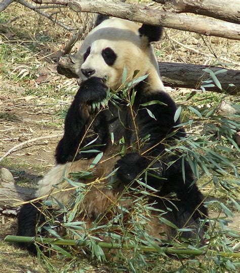 Filegiant Panda Washington Dc Wikimedia Commons