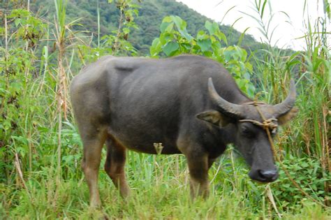 Carabao Philippines National Animal In English Its Cal Flickr