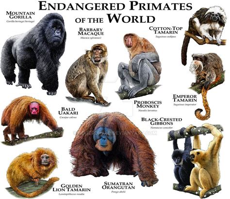 Endangered Primates Of The World Primates Rare Animals Prehistoric