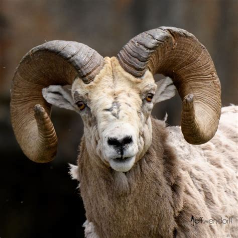 Full Curl Big Horn Sheep Ram Big Horn Sheep Sheep Animals Beautiful