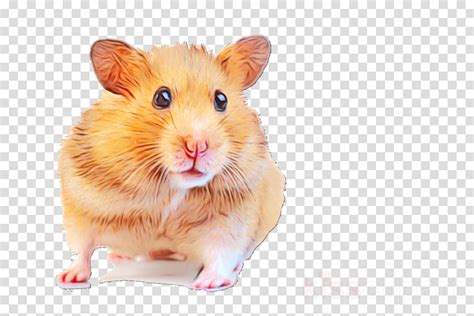 Hamster Clipart Hamster Rat Mouse Transparent Clip Art