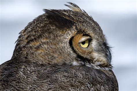 Great Horned Owl In Snow In The Winter Stock Image Image Of Blue