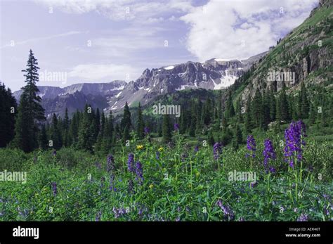 Mountains And Wildflowers In Yankee Boy Basin Tall Larkspur Delphinium