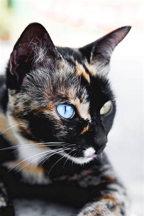 191 Best Images About Heterochromia On Pinterest Cats
