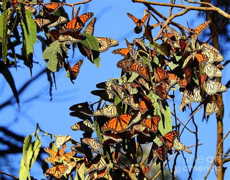Overwintering Monarchs Ca Photograph By Carol Komassa Fine Art America