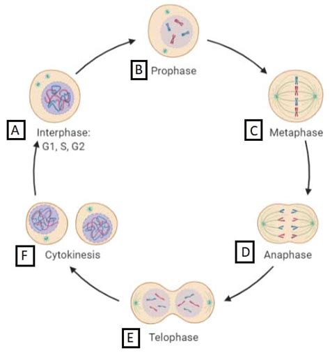 The Cell Cycle Explained And How To Study It Enzo Life Sciences