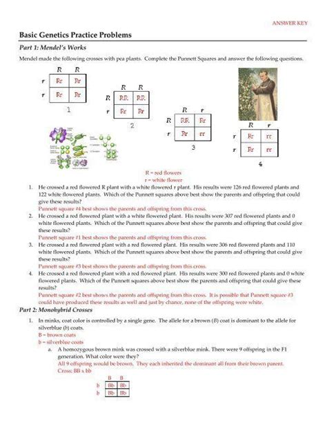 Genetics Practice Problems Simple Worksheet