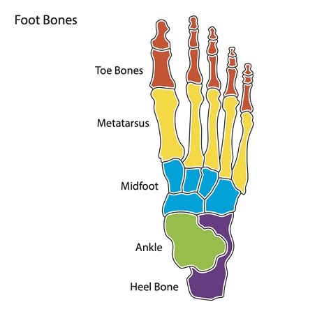 Bone Color Chart