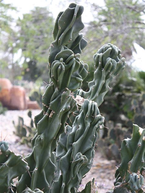 Most cacti have sharp spines, so it's important to wear gloves or take other protective measures when handling these plants. Lg. Blue Monstrose Cactus (cereus peruvianus) - Thorny ...