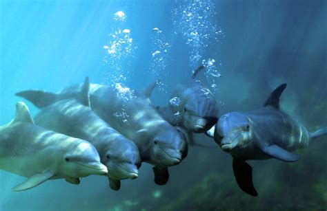 Bottlenose Dolphins Form Highly Complex Networks Of Friends Scinews