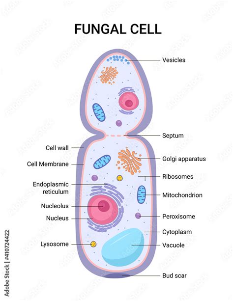 Vector Illustration Of The Fungal Cell Anatomy Structure Educational