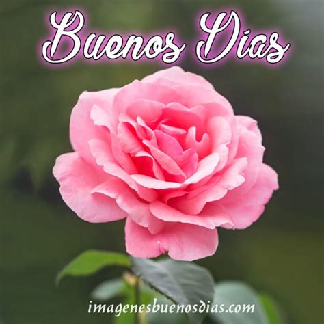25 Imágenes Buenos Días Con Flores Y Rosas 🌹