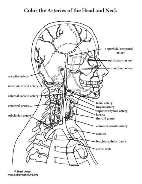 Head And Neck Anatomy Diagram Muscle Neck Diagram Blank Labels