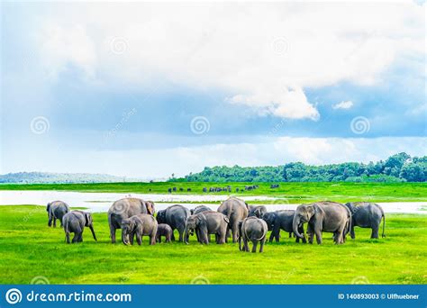 Herd Of Elephants In Kaudulla National Park Sri Lanka Stock Image