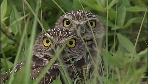 Several Burrowing Owl Babies Near Their Hole One Of The Owls Turns His