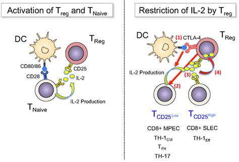 Frontiers Foxp3 Regulatory T Cells And Il 2 The Moirai Of T Cell